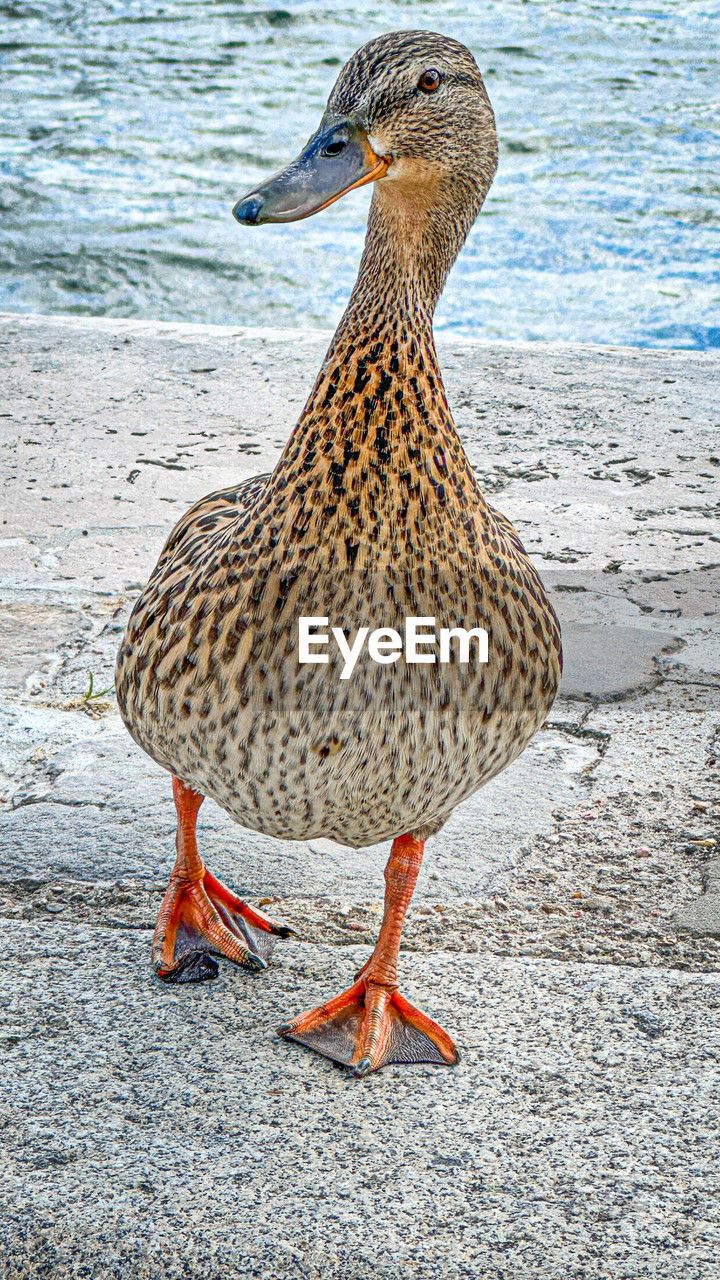 animal themes, animal, bird, animal wildlife, wildlife, one animal, beak, duck, water bird, water, no people, beach, nature, day, ducks, geese and swans, land, outdoors, full length, mallard