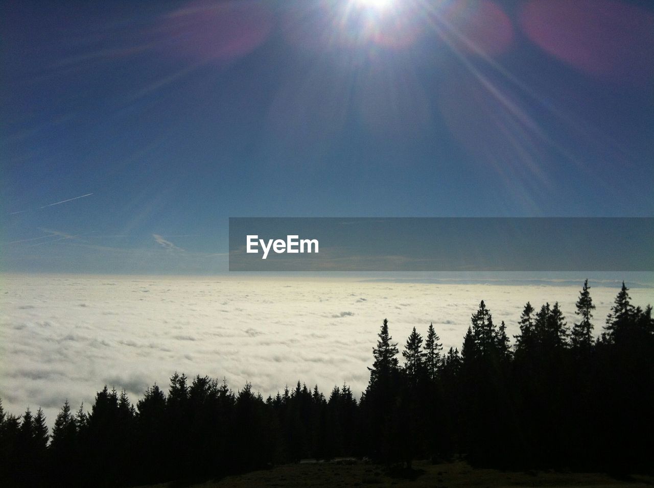 Silhouette trees against bright sky