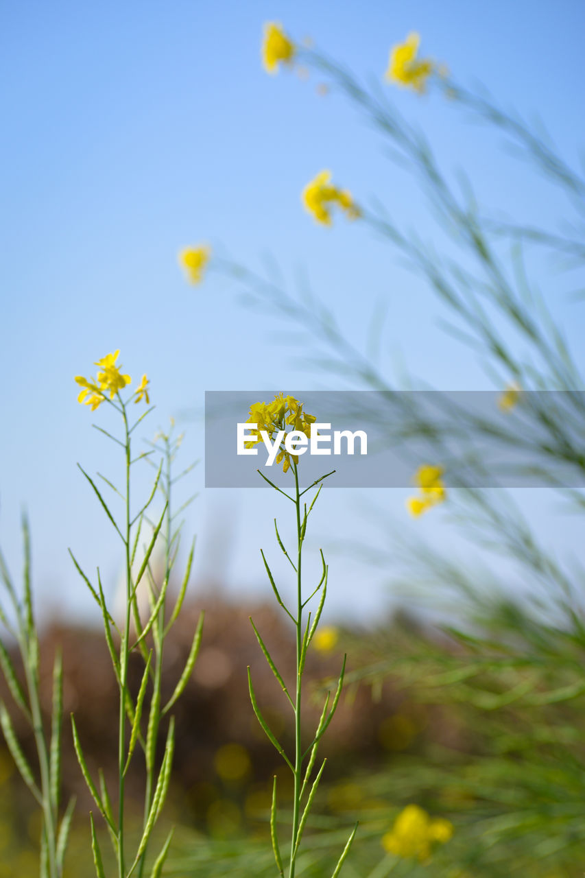 CLOSE-UP OF YELLOW FLOWERING PLANT IN FIELD