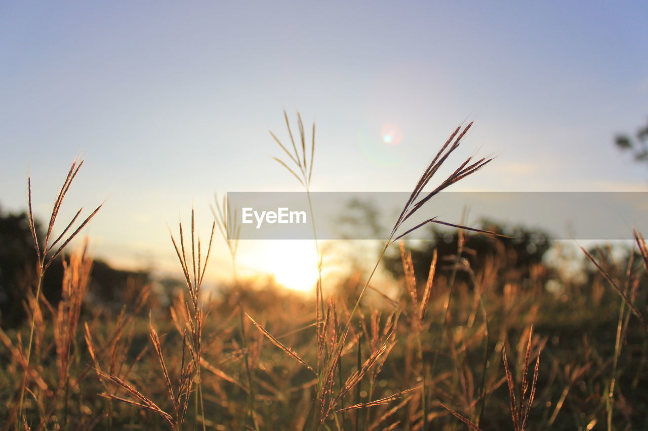 Close-up of wheat growing on field against sky at sunset