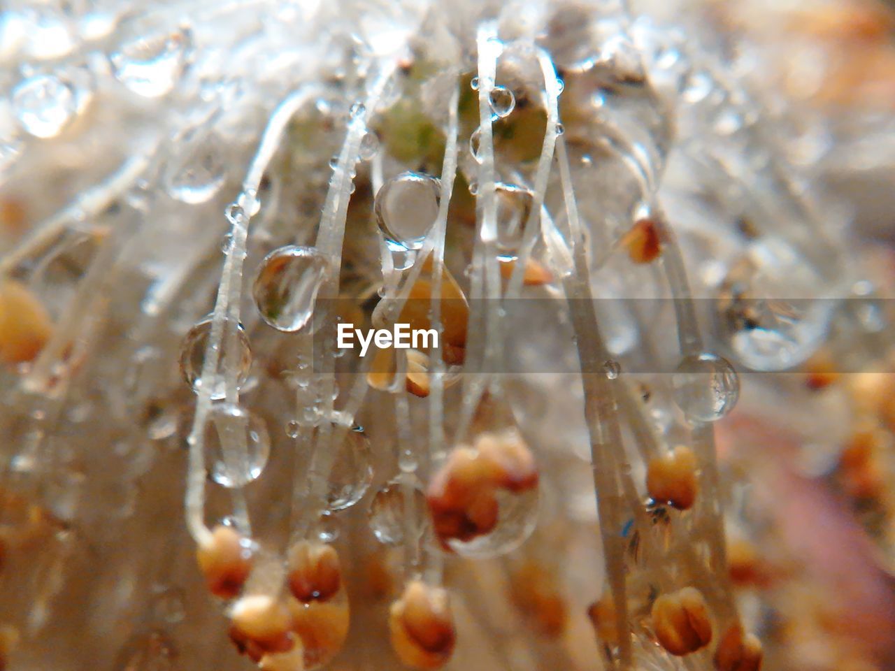 CLOSE-UP OF ICE CRYSTALS