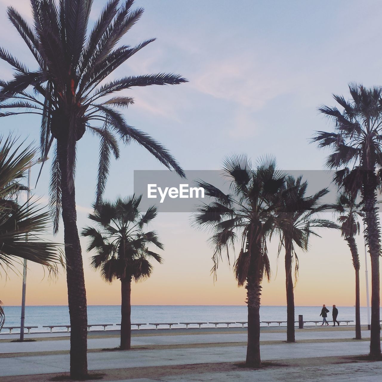 View of palm trees on calm beach