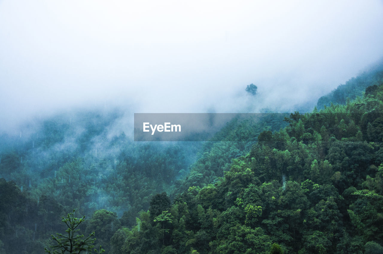 Trees in forest against sky