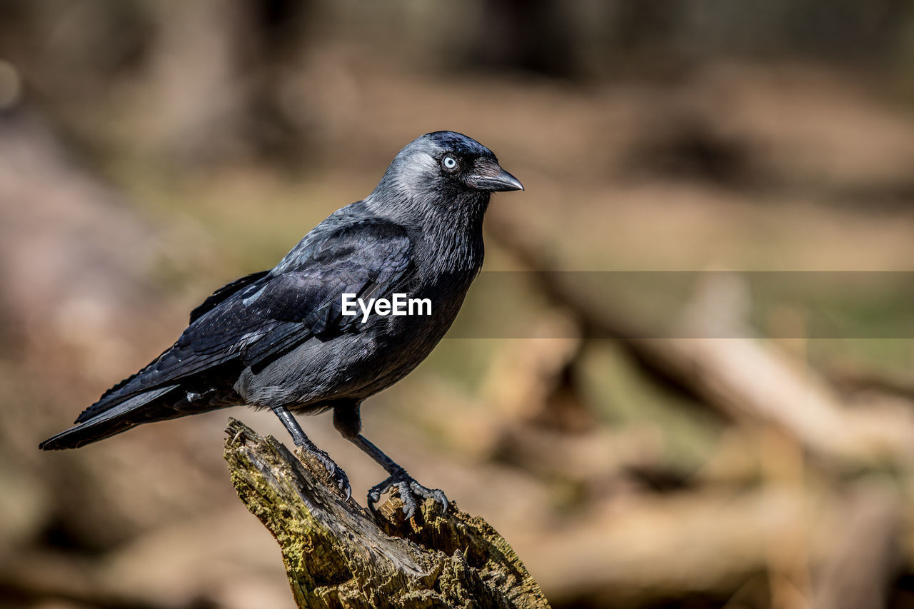 CLOSE-UP OF BIRD PERCHING