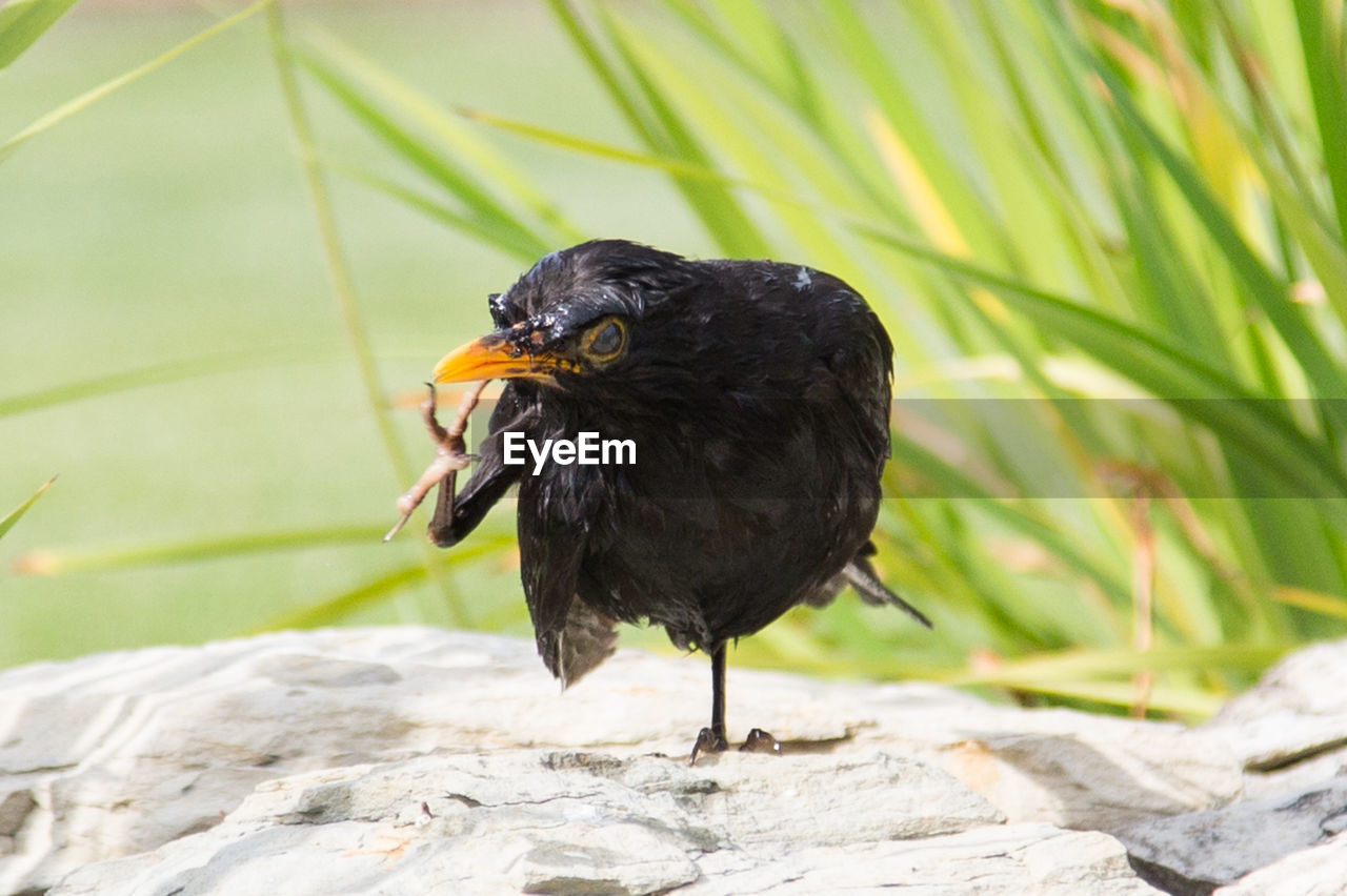 Close-up of bird perching outdoors