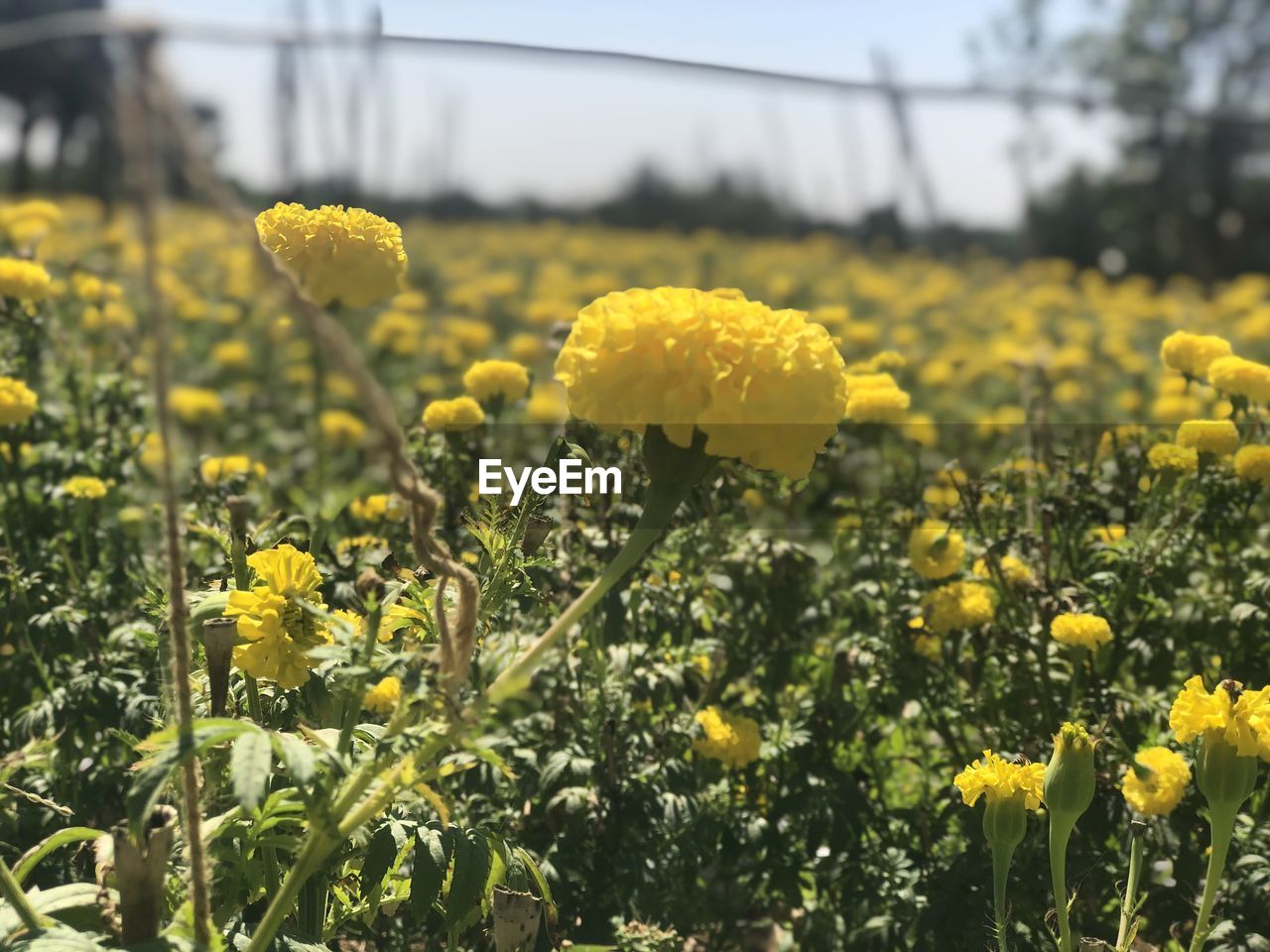 Close-up of fresh yellow flowers in field