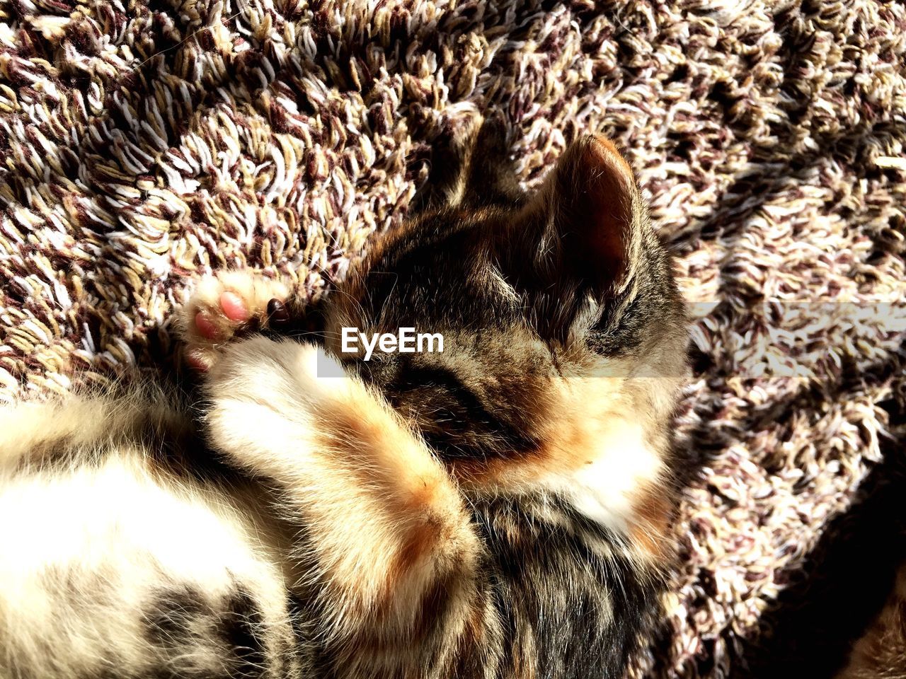 High angle view of cat covering head while lying on rug