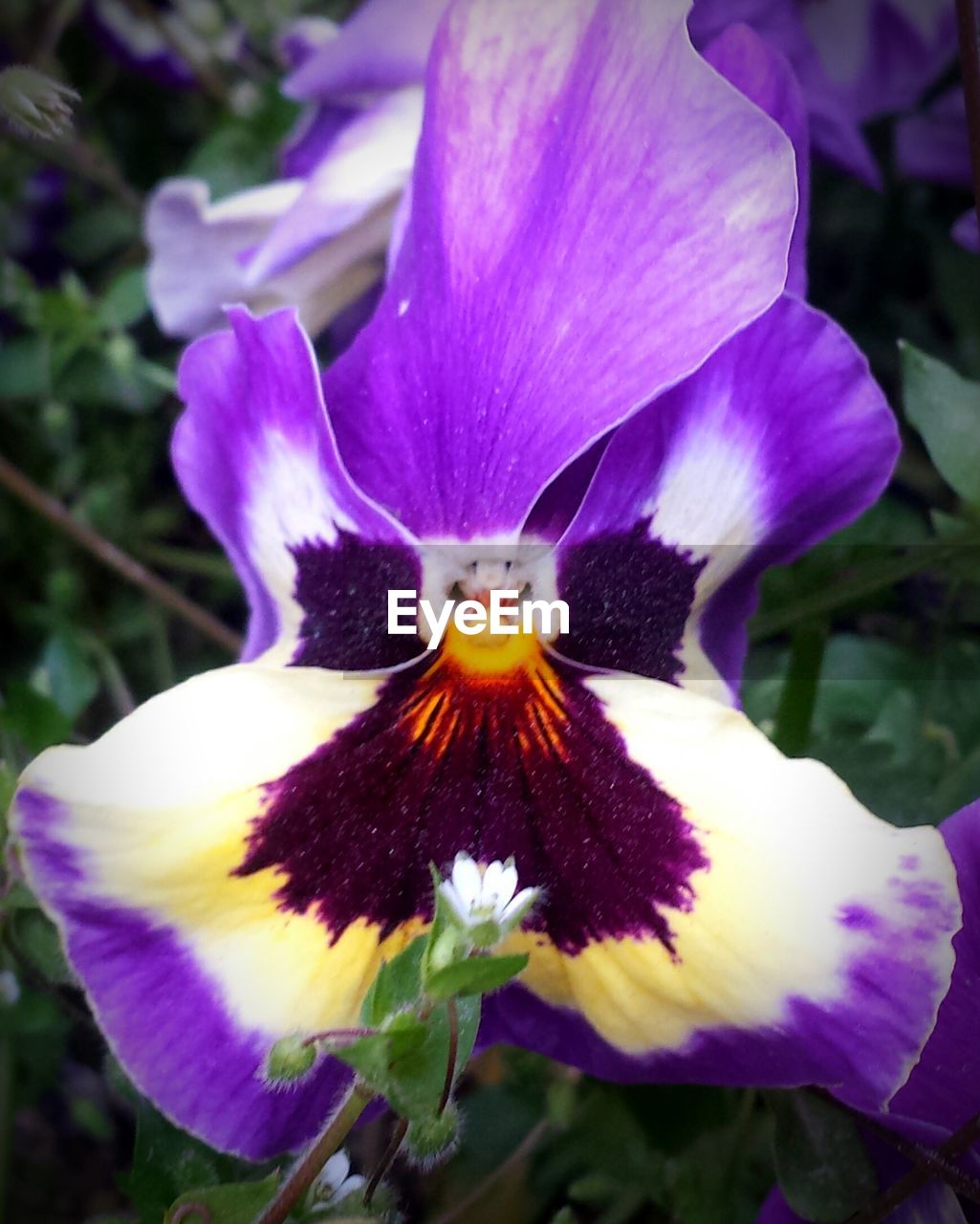 CLOSE-UP OF PURPLE FLOWERS