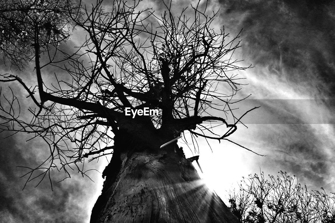 LOW ANGLE VIEW OF BARE TREES AGAINST SKY