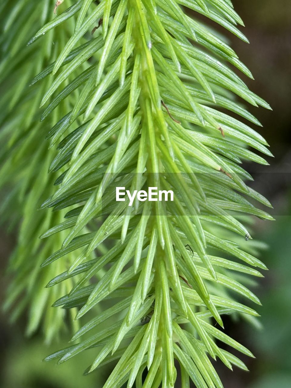tree, plant, green, grass, nature, branch, leaf, plant part, coniferous tree, pine tree, growth, close-up, pinaceae, no people, fir, beauty in nature, spruce, plant stem, food and drink, flower, outdoors, food, freshness, environment, day, selective focus, land, twig, focus on foreground, needle - plant part