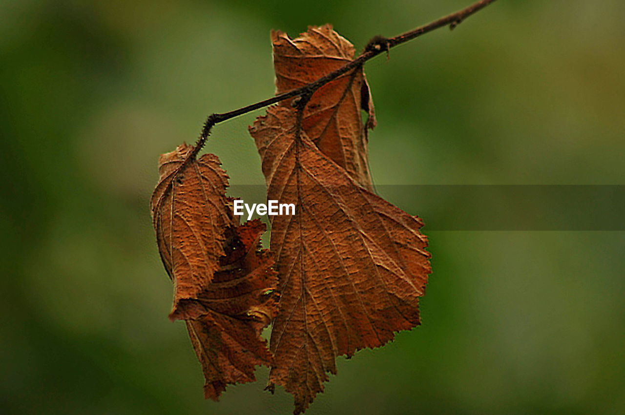 CLOSE-UP OF DRIED LEAVES ON PLANT