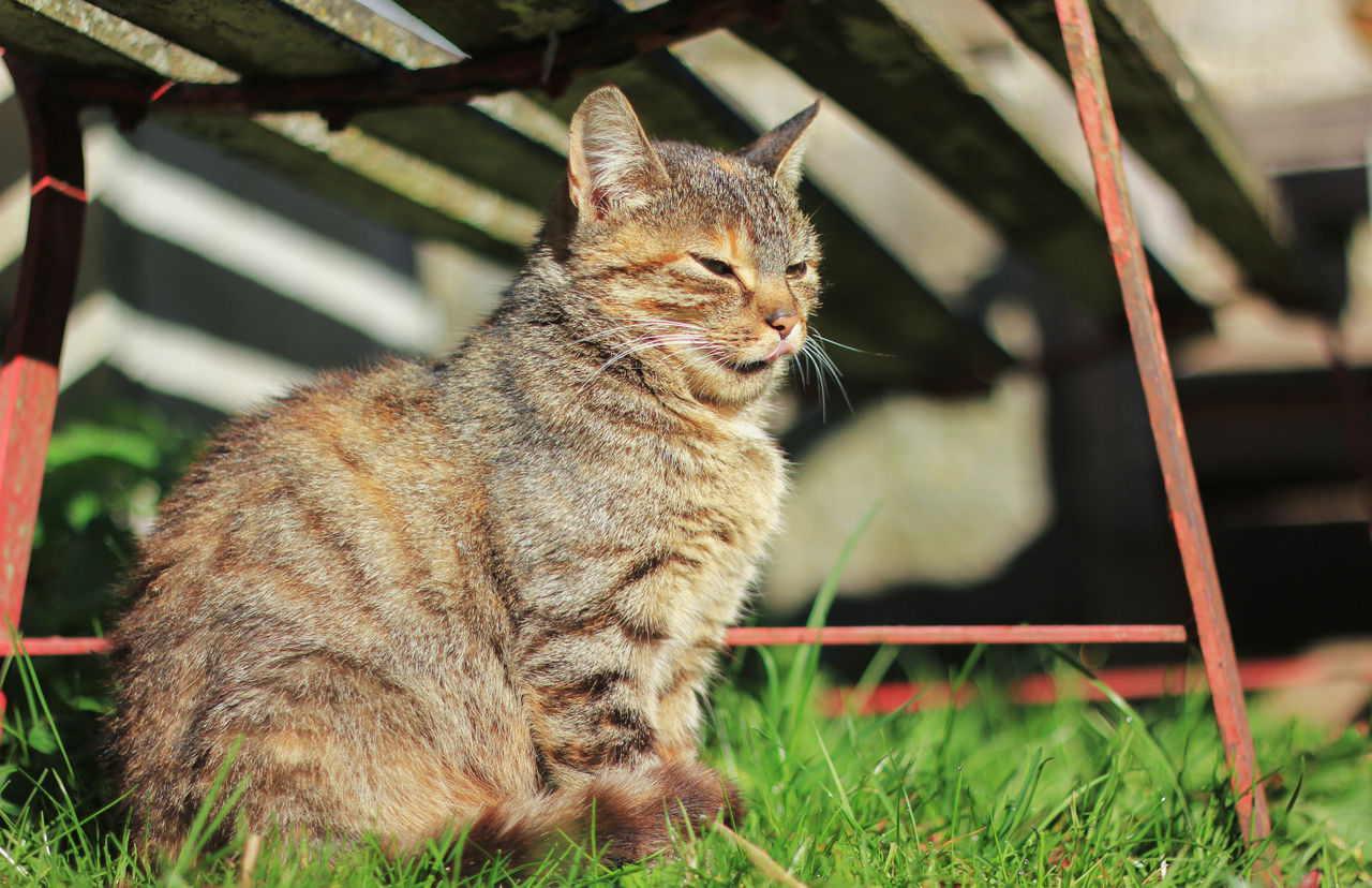 animal, animal themes, mammal, pet, cat, domestic animals, one animal, domestic cat, feline, grass, wild cat, whiskers, plant, sitting, no people, small to medium-sized cats, nature, felidae, tabby cat, looking, front or back yard, relaxation