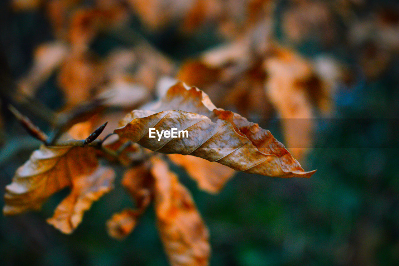 Close-up of dry maple leaves on tree