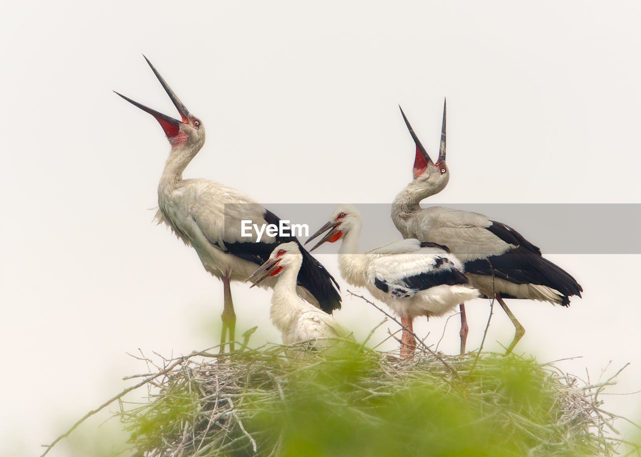 White storks on nest