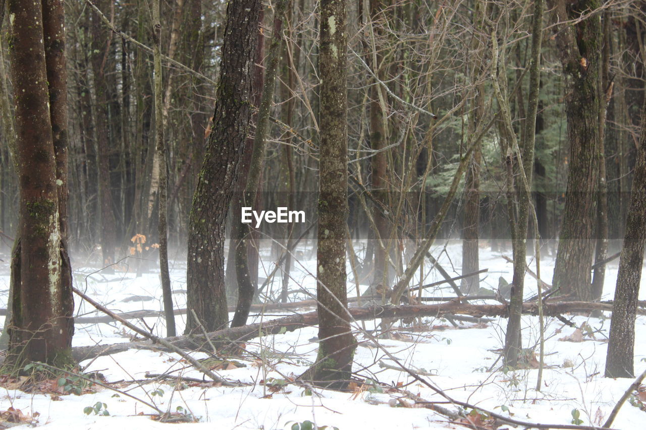 VIEW OF TREES IN SNOW