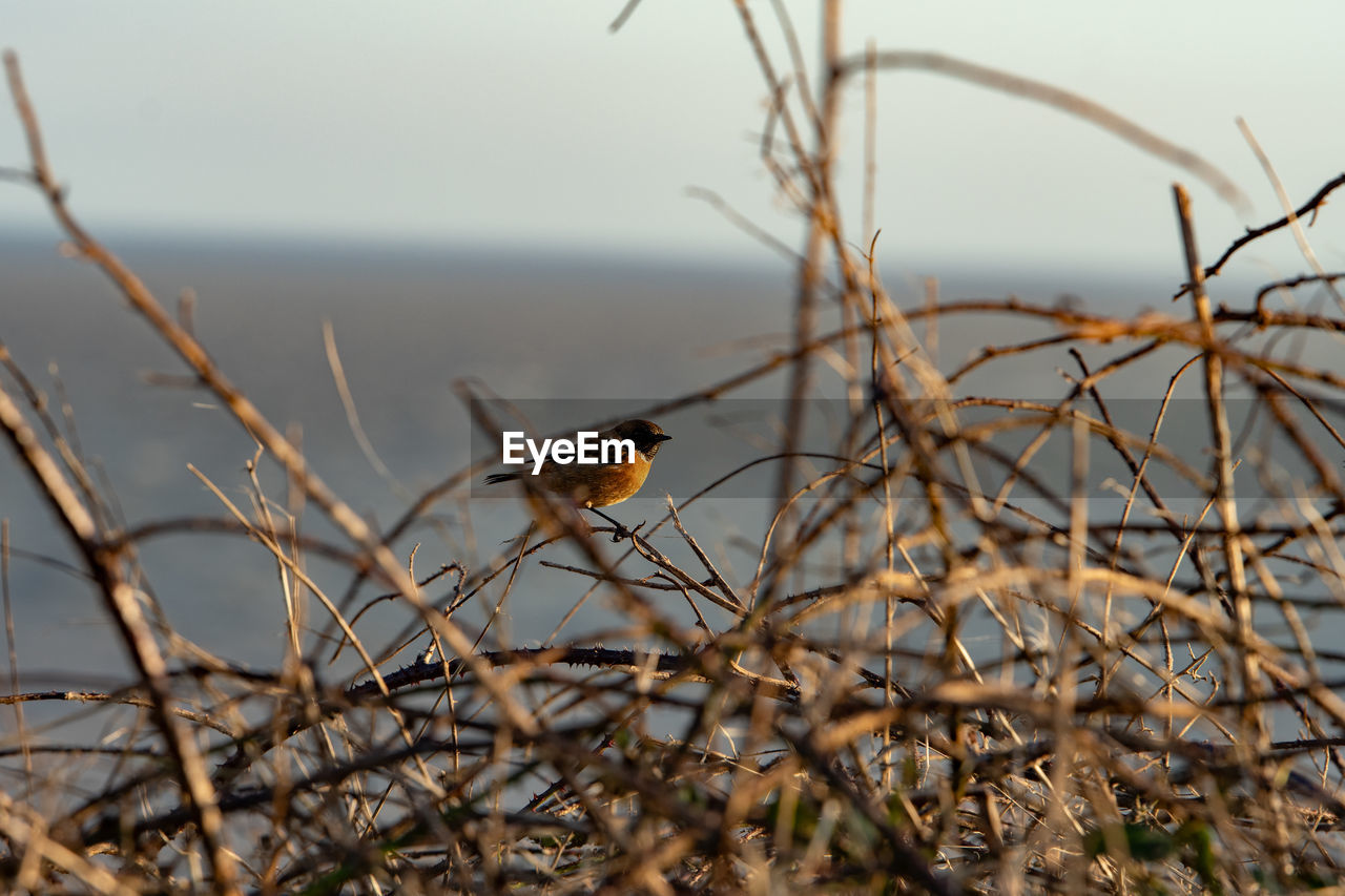 nature, animal, animal themes, animal wildlife, wildlife, branch, bird, one animal, plant, no people, grass, leaf, selective focus, tree, day, outdoors, perching, flower, focus on foreground, beauty in nature, water, sky, land