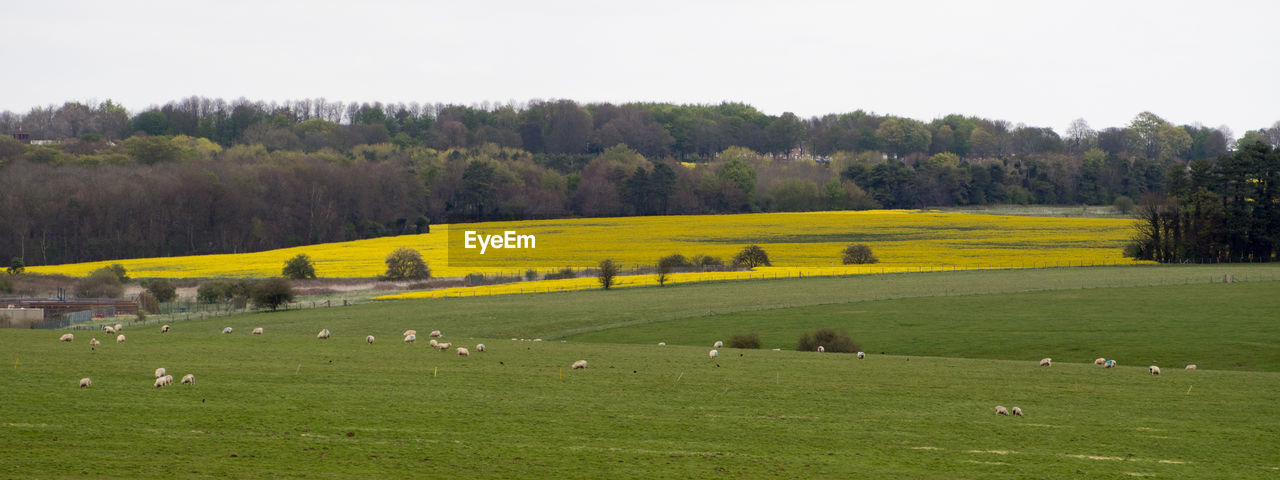 SCENIC VIEW OF SHEEP GRAZING ON FIELD