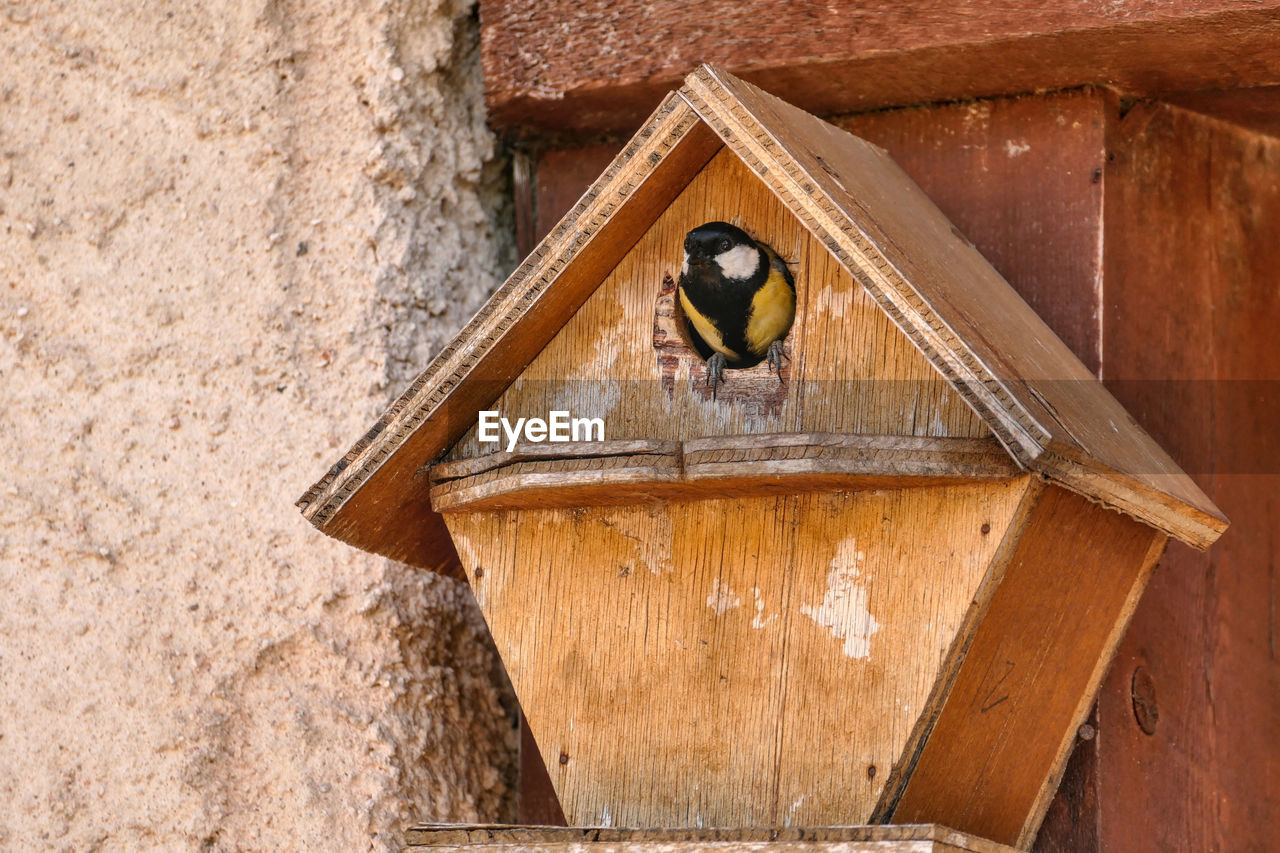 BIRD PERCHING ON WOODEN WALL