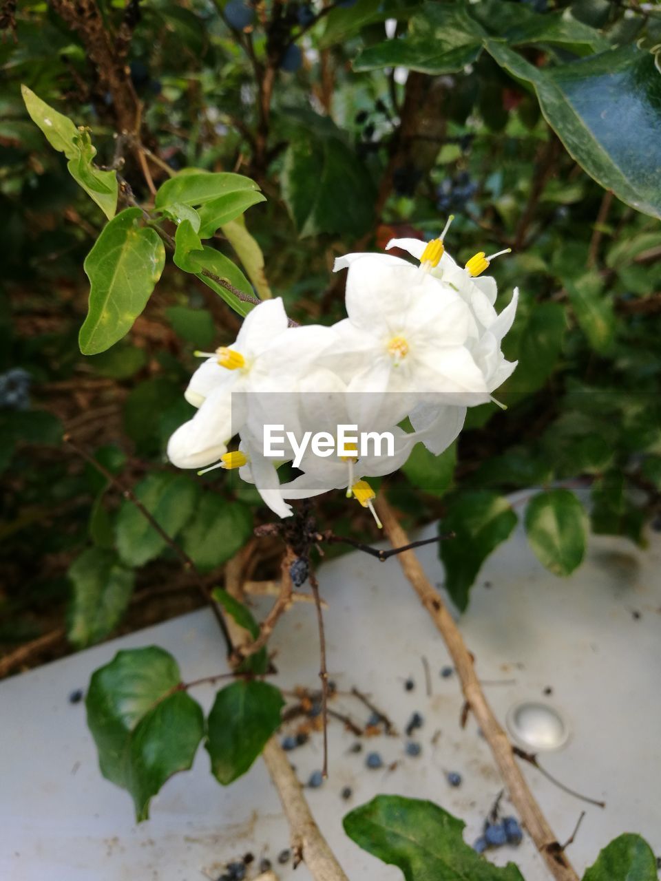 Close-up of white flowers