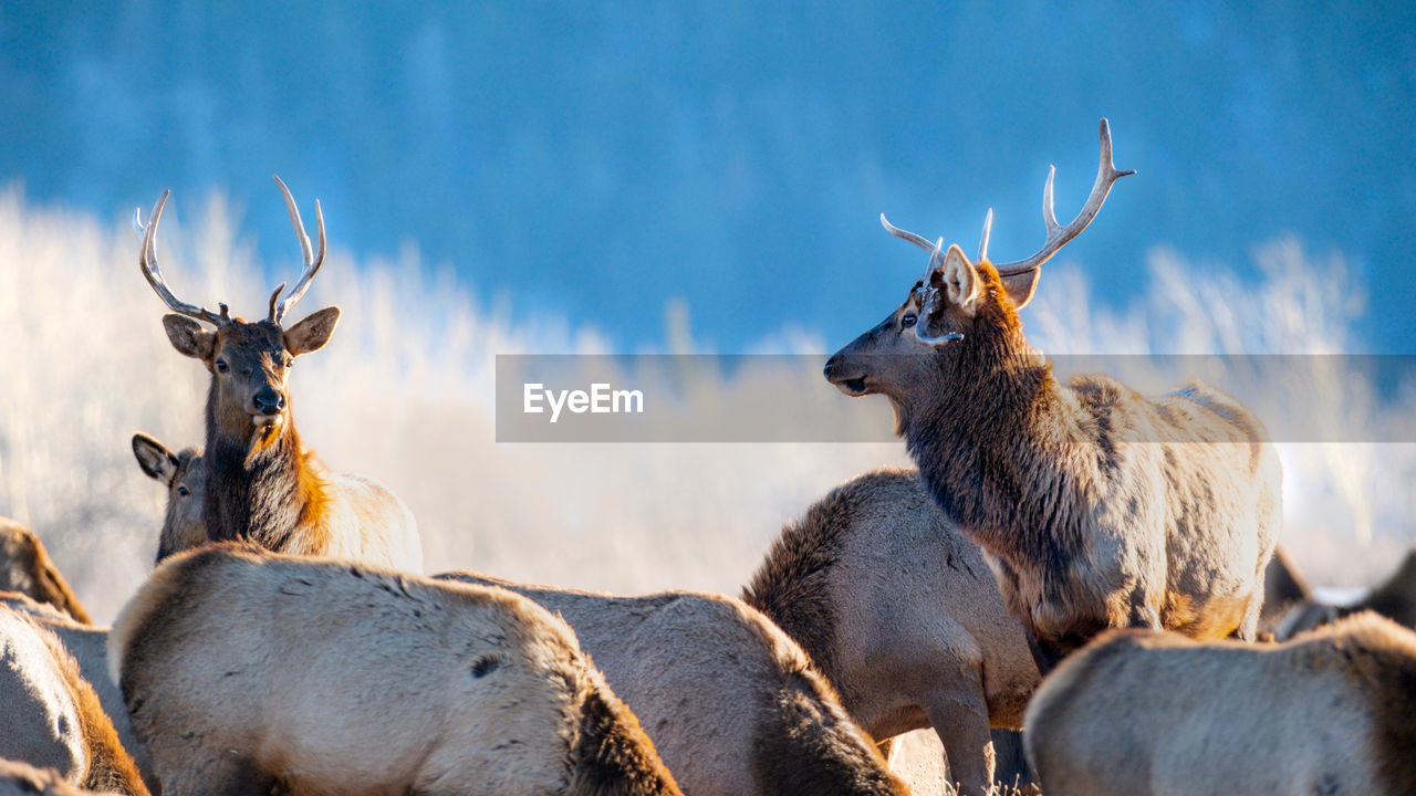 animal, animal themes, animal wildlife, mammal, wildlife, group of animals, nature, deer, no people, domestic animals, herd, sky, antler, outdoors, elk, day, reindeer, horned, environment, portrait, beauty in nature, herbivorous, travel destinations, landscape