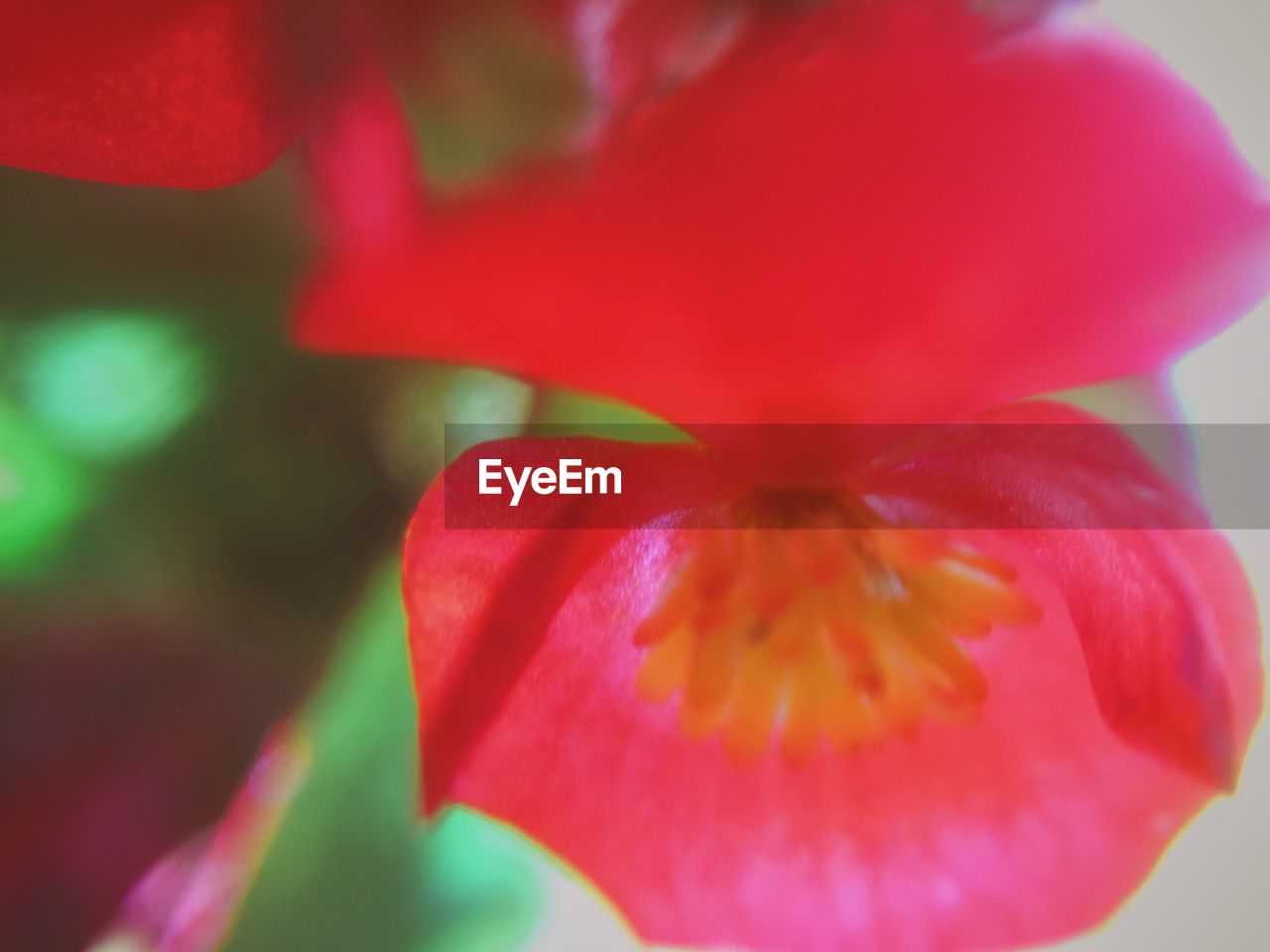 CLOSE-UP OF RED FLOWERS
