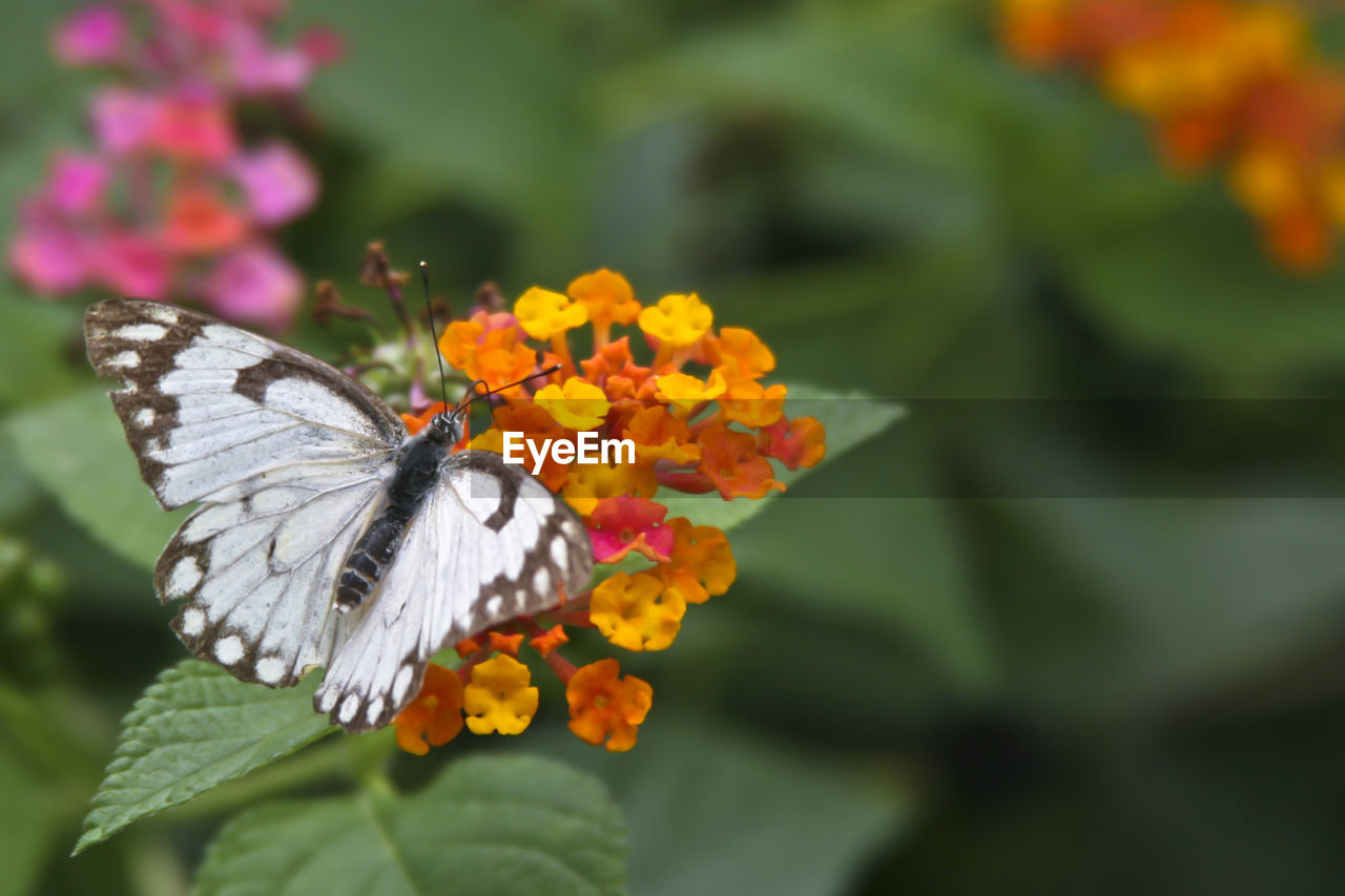 CLOSE-UP OF BUTTERFLY POLLINATING ON PURPLE FLOWER