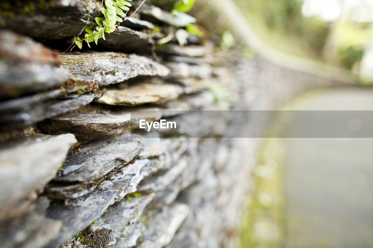 Close-up of fresh green tree in forest