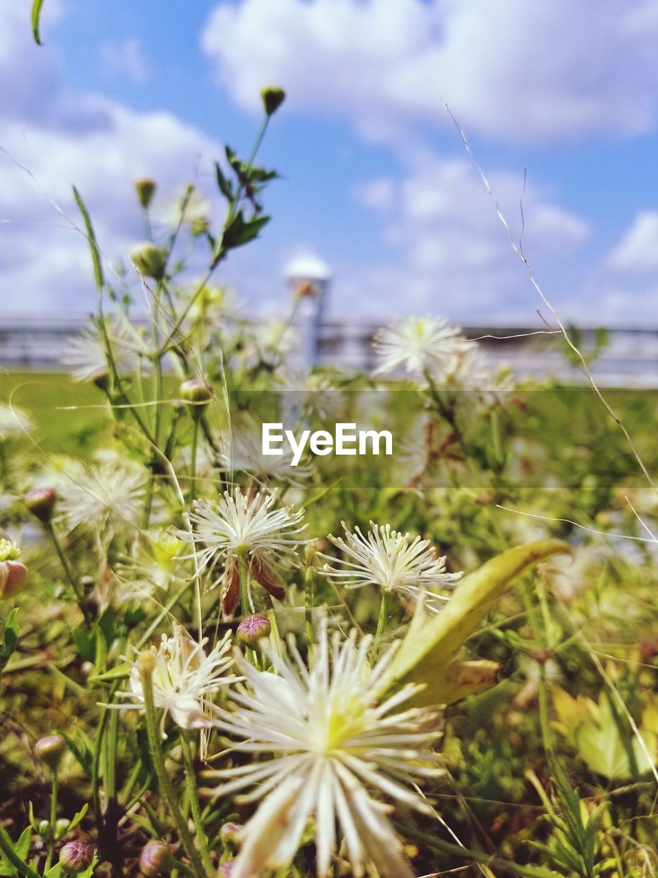 CLOSE-UP OF FLOWERS BLOOMING IN FIELD