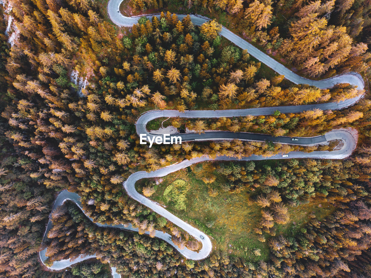 HIGH ANGLE VIEW OF AUTUMN TREE ON ROAD