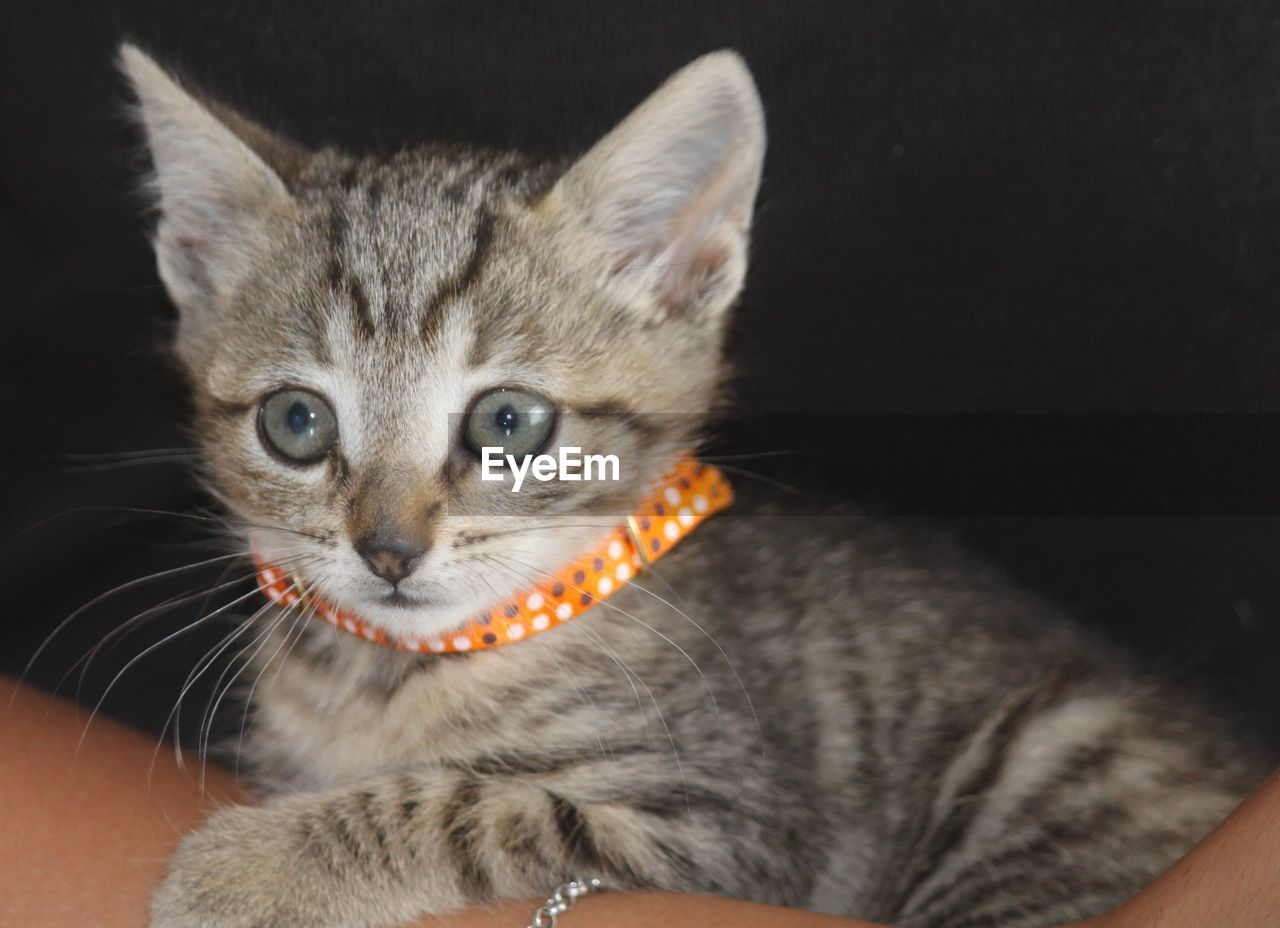 Close-up portrait of kitten against black background