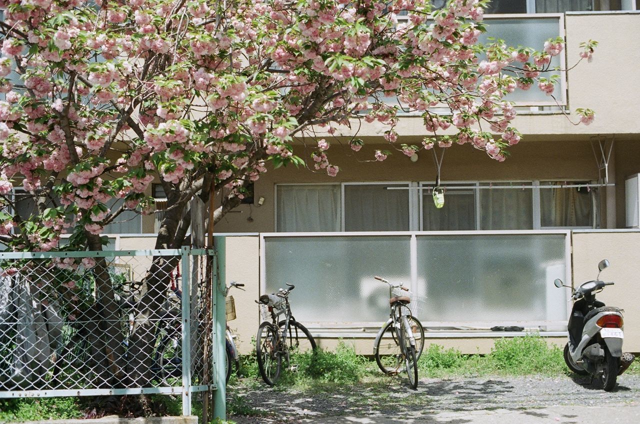 Motor scooter with bicycles parked by flowering tree against house