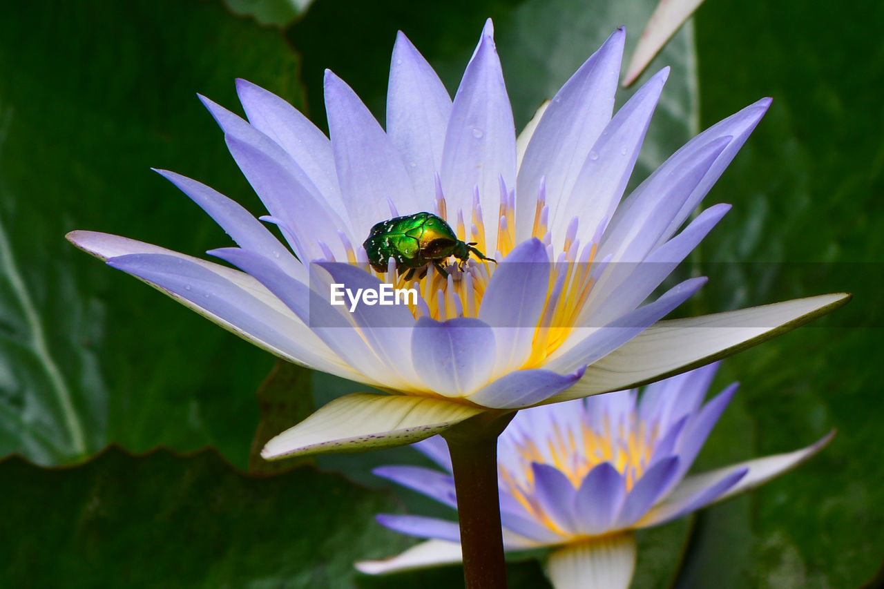 Close-up of bugs on blue water lily
