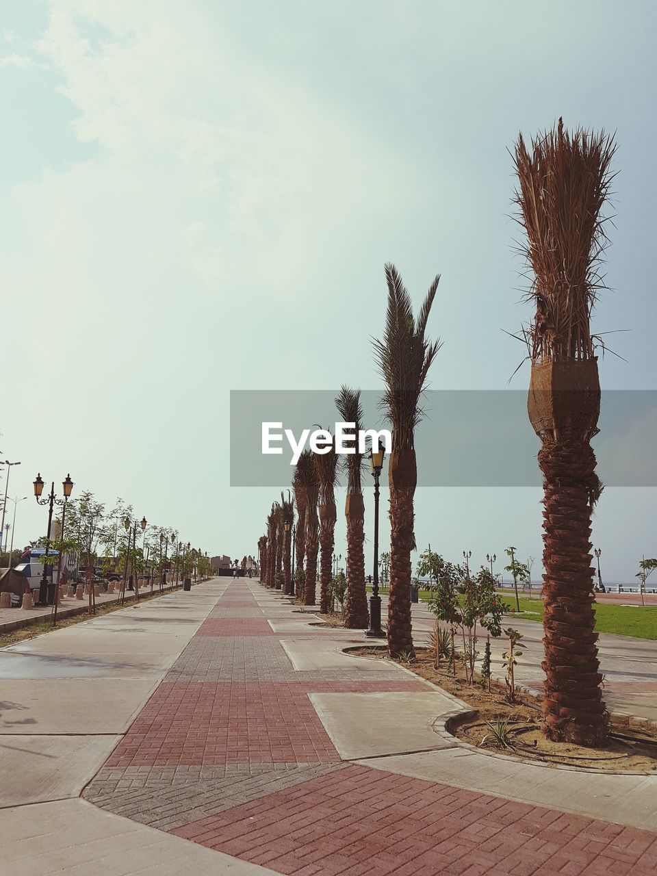 VIEW OF PALM TREES AND FOOTPATH