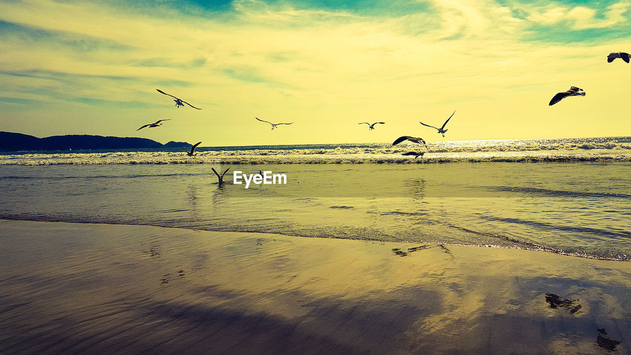 SEAGULLS FLYING OVER BEACH