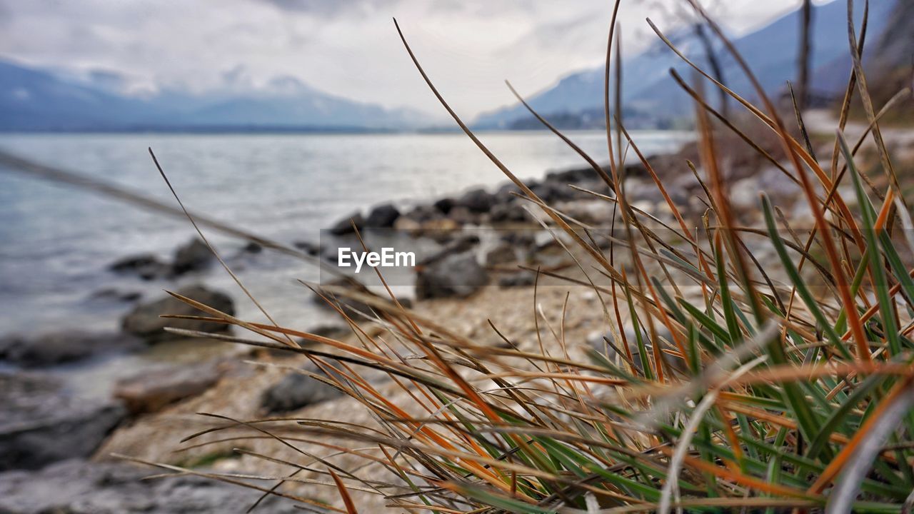 CLOSE-UP OF GRASS ON THE BEACH