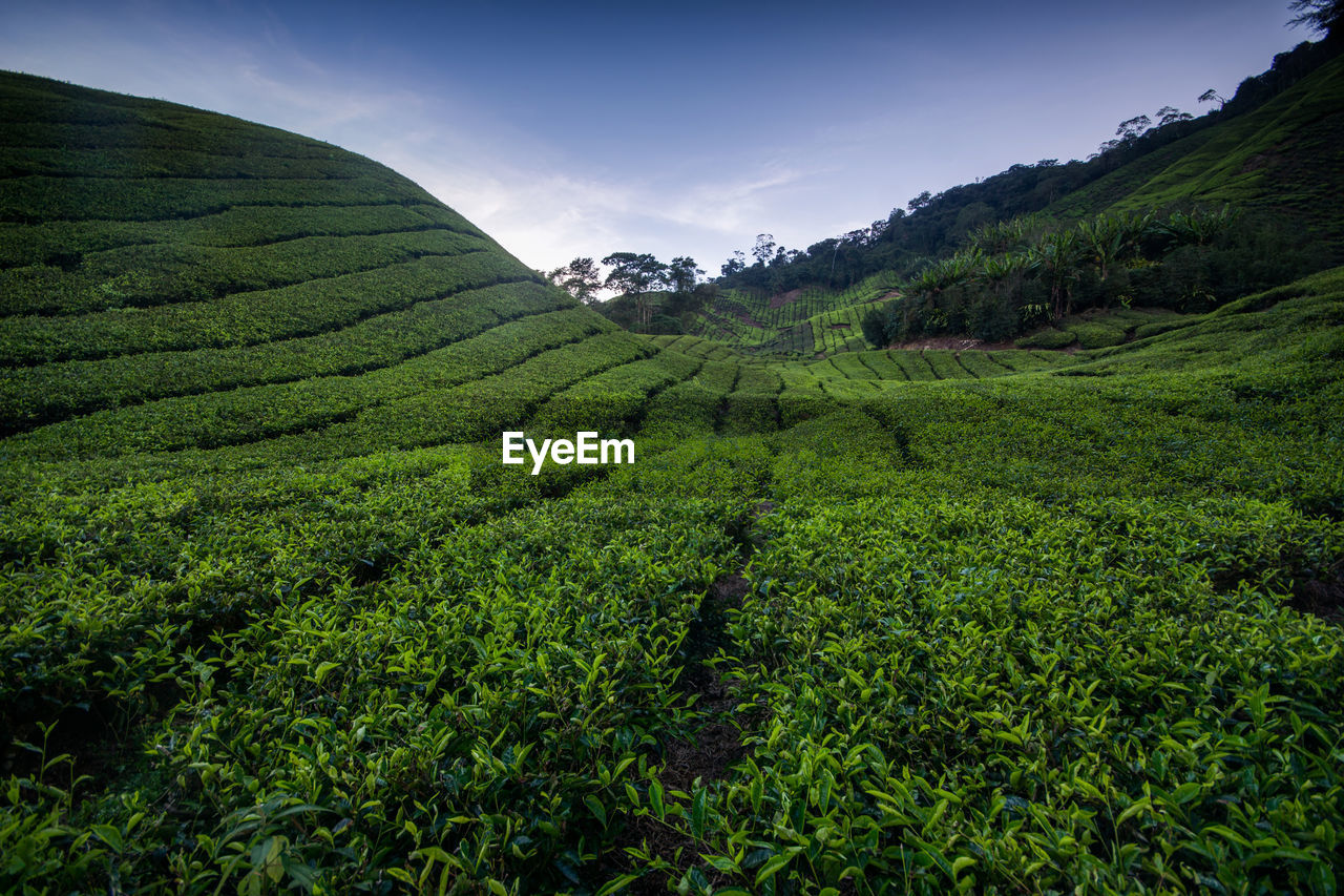 SCENIC VIEW OF AGRICULTURAL FIELD