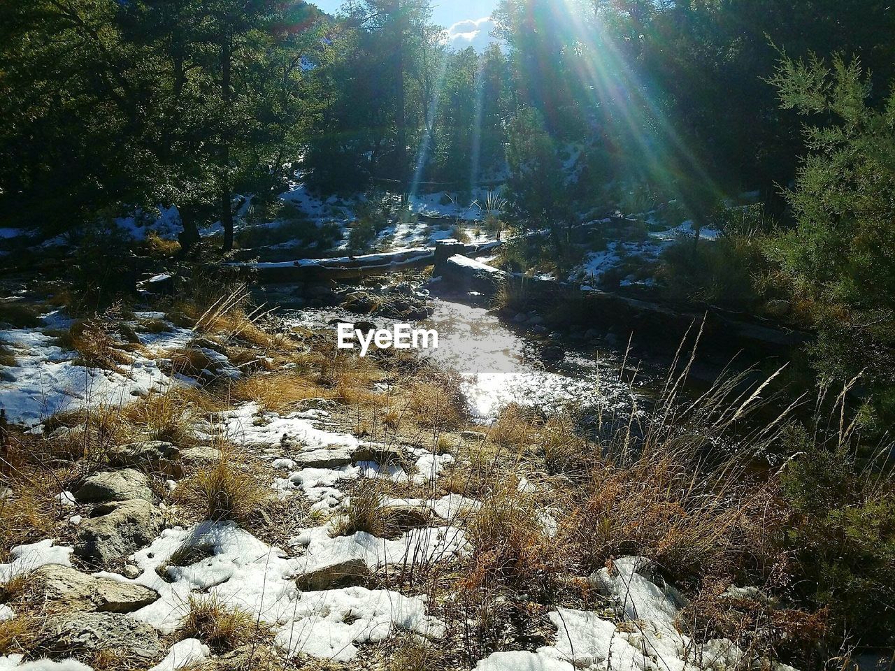 SCENIC VIEW OF FOREST DURING WINTER