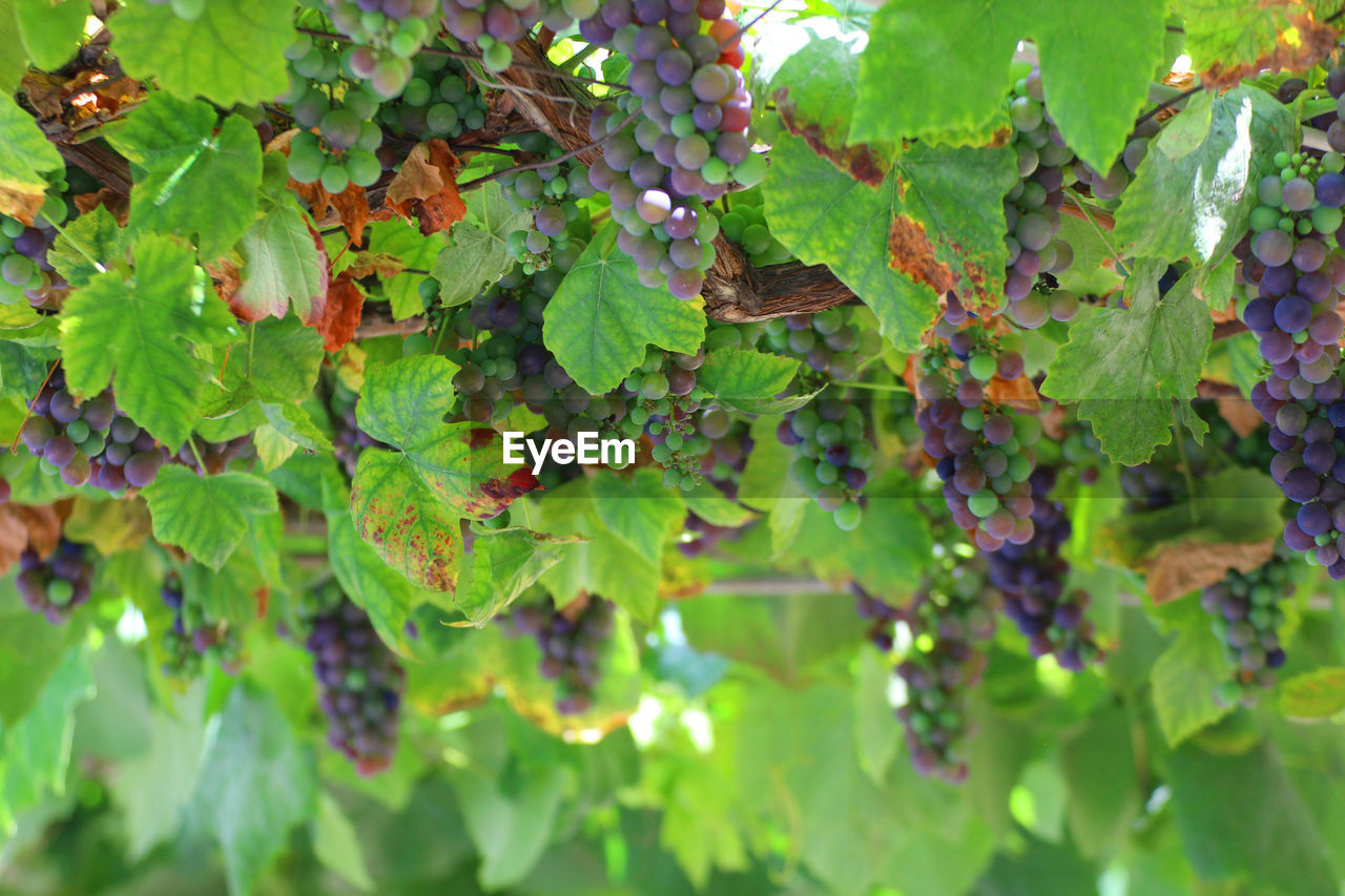 CLOSE-UP OF GRAPES GROWING ON PLANT