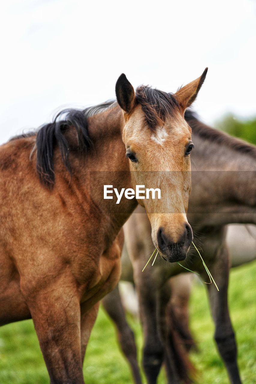 Close-up of a horse on field