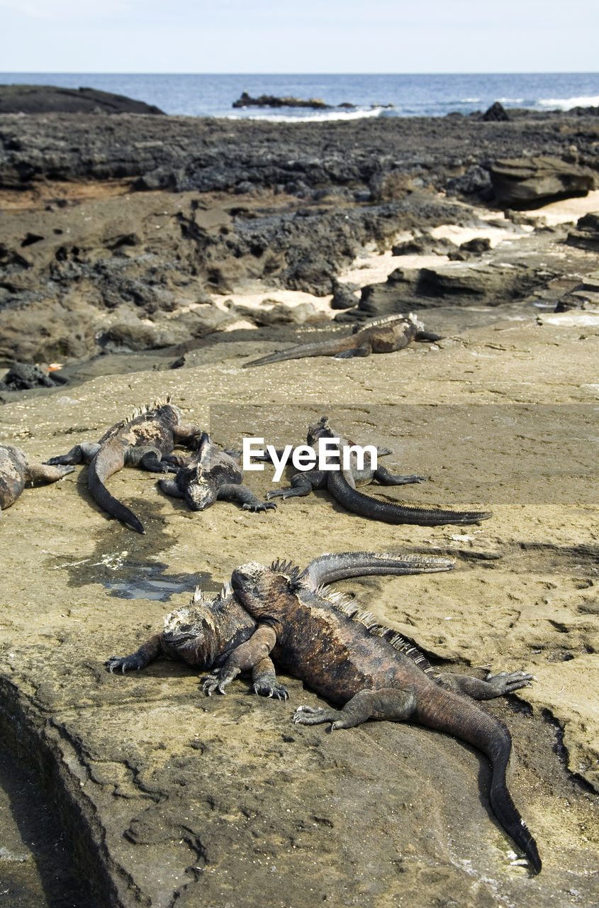 View of iguanas on rocky shore