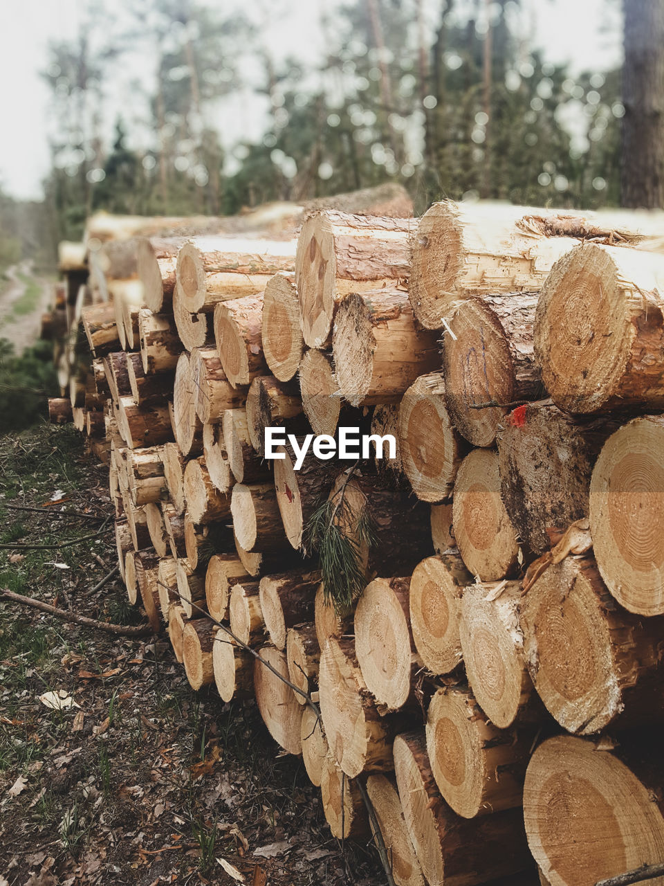 STACK OF LOGS IN THE FOREST
