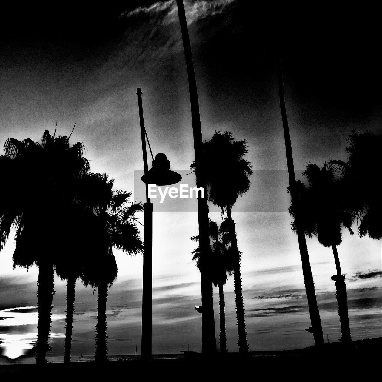 SILHOUETTE OF PALM TREES BY SEA AGAINST SKY