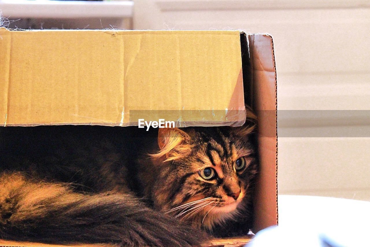 Close-up of cat lying in cardboard box at home