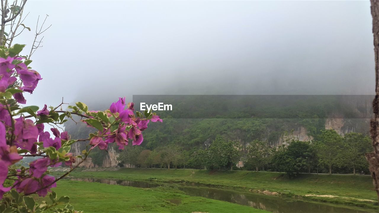 PINK FLOWERING PLANTS BY TREES AGAINST SKY DURING FOGGY WEATHER