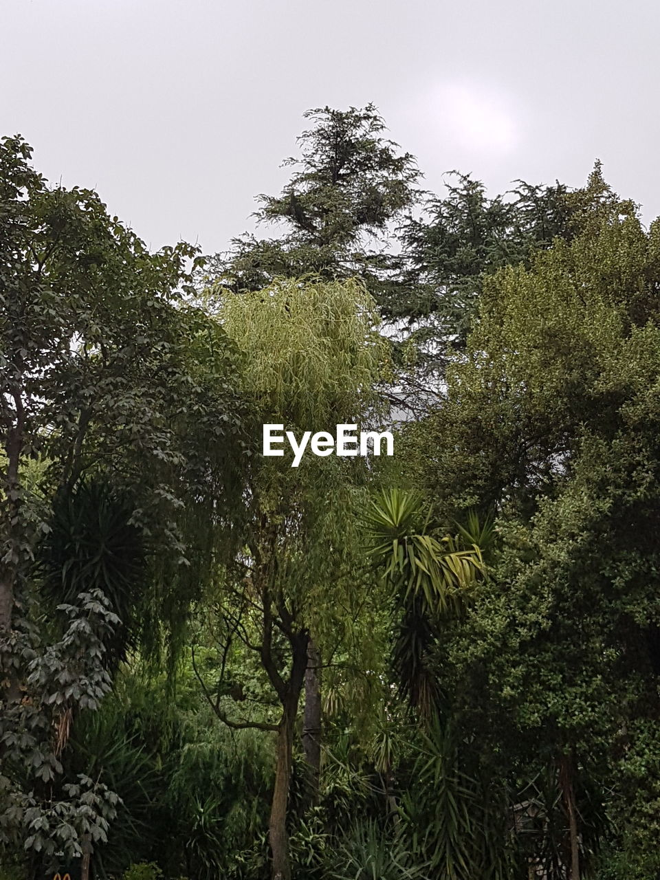 LOW ANGLE VIEW OF TREES AGAINST SKY IN FOREST