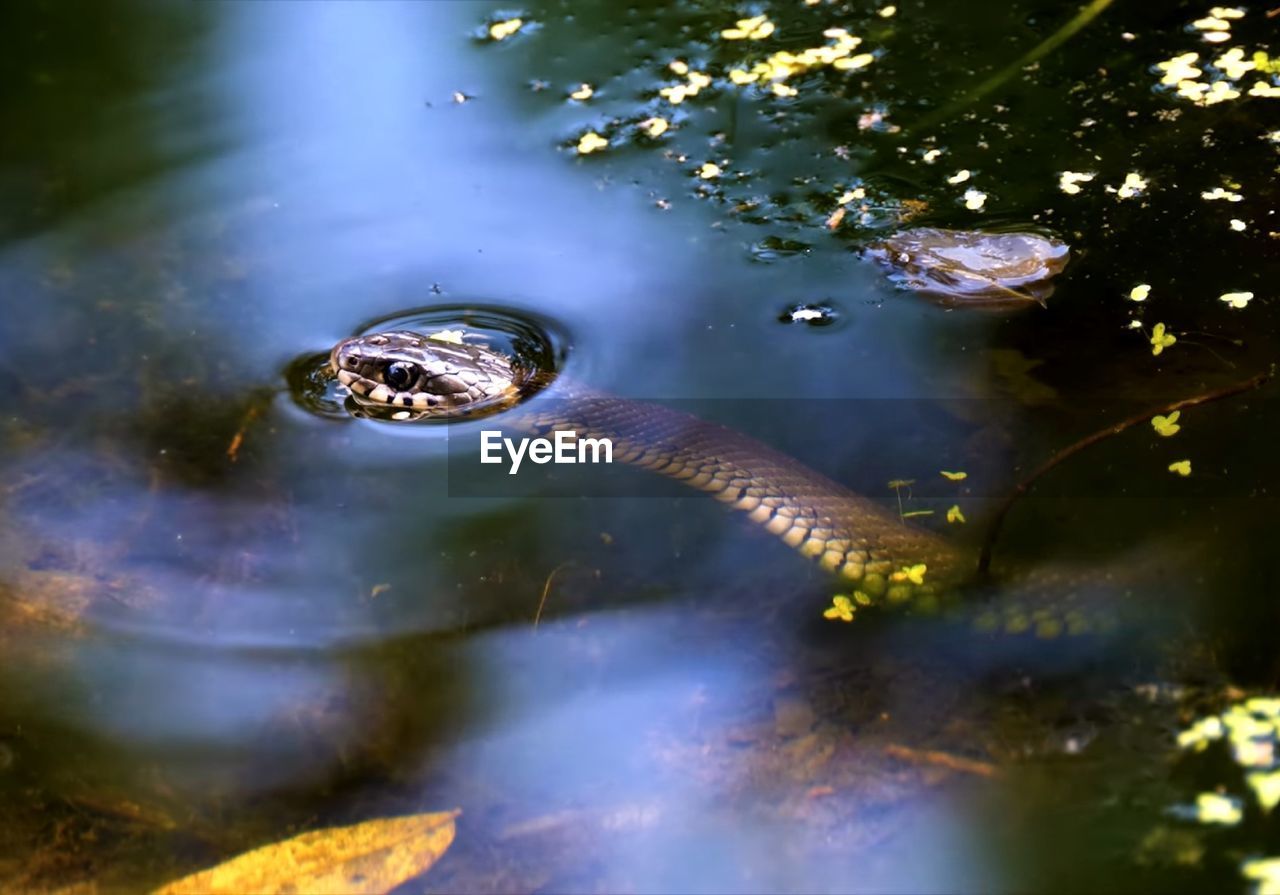 HIGH ANGLE VIEW OF CROCODILE SWIMMING IN SEA