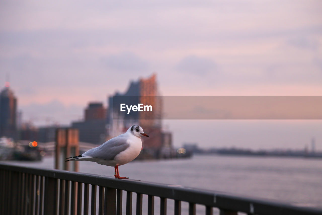 Seagull perching on railing against sky during sunset