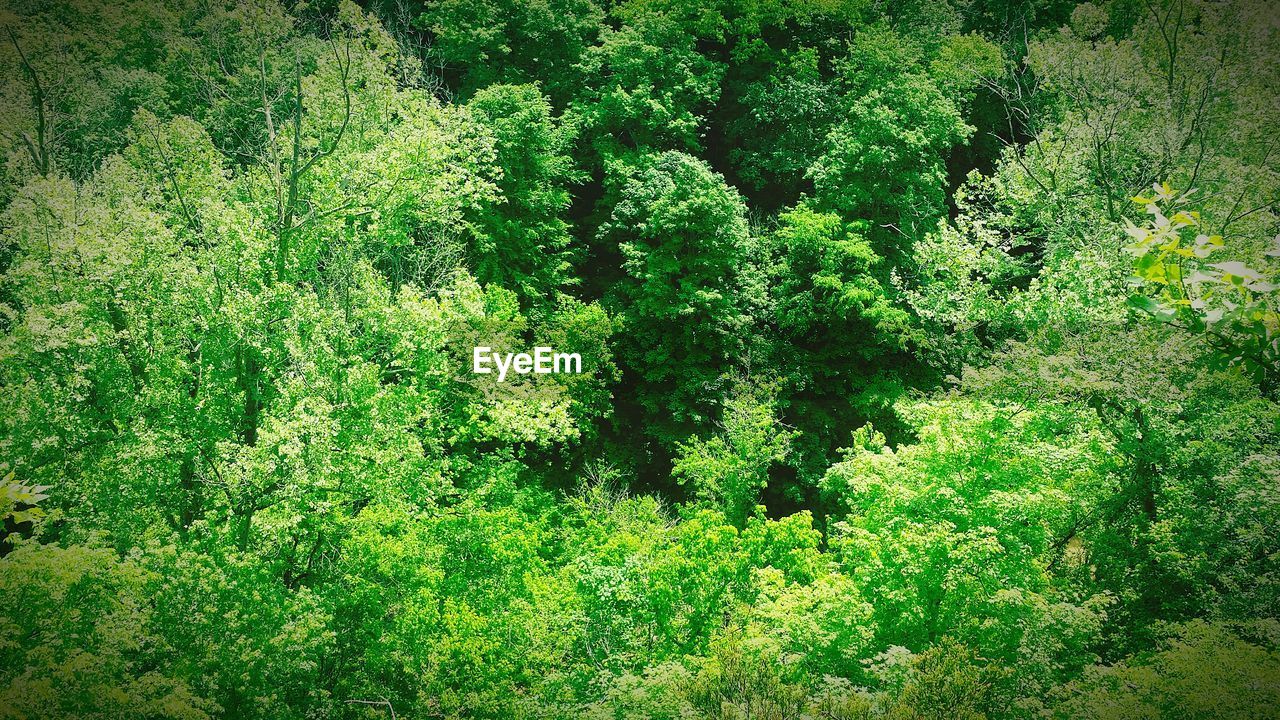 VIEW OF LUSH FOLIAGE