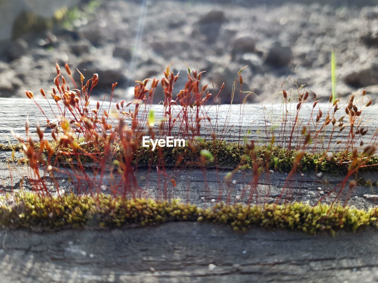 CLOSE-UP OF PLANTS GROWING ON ROCKS