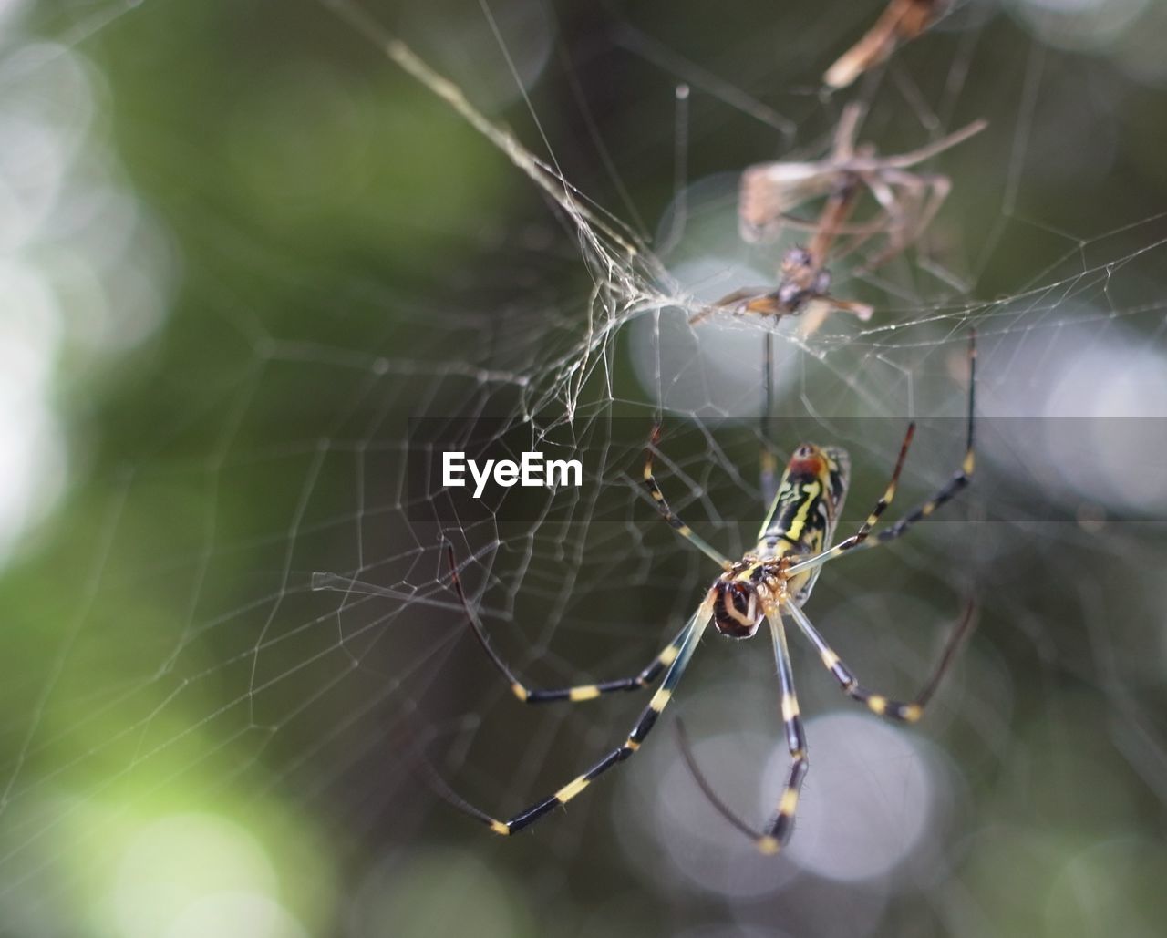 Close-up of spider on web